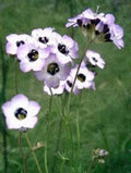 Bird's Eye Gilia Seeds - 100+ Lavender Wildflower Seeds for Pollinator Gardens - Gilia tricolor