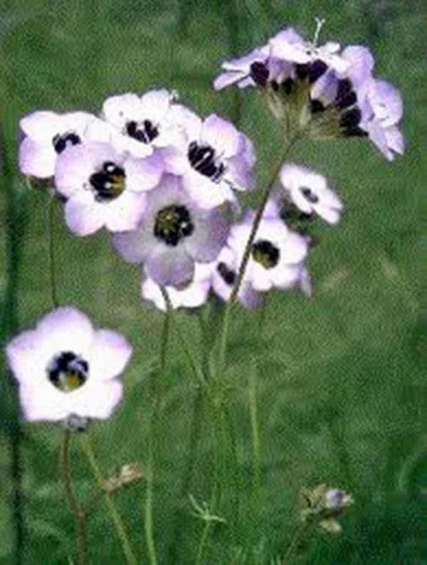 Bird's Eye Gilia Seeds - 100+ Lavender Wildflower Seeds for Pollinator Gardens - Gilia tricolor