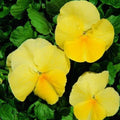 Pansy Seeds 50 Count - Viola tricolor var. hortensis - Clear Primrose Yellow Flower Seeds for Garden Beds & Containers