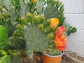 Cactus Cuttings - Succulent Variety for Propagation - Opuntia spp. - Indoor & Outdoor Gardening Supplies
