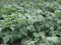 Bush Bean Seeds – Strike Snap Variety, Phaseolus vulgaris, Non-GMO, 50+ Seeds for Home Garden, Vegetable Planting, Compact Bush Habit