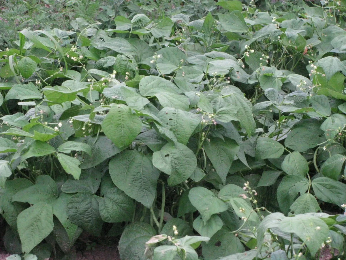 Bush Bean Seeds – Strike Snap Variety, Phaseolus vulgaris, Non-GMO, 50+ Seeds for Home Garden, Vegetable Planting, Compact Bush Habit