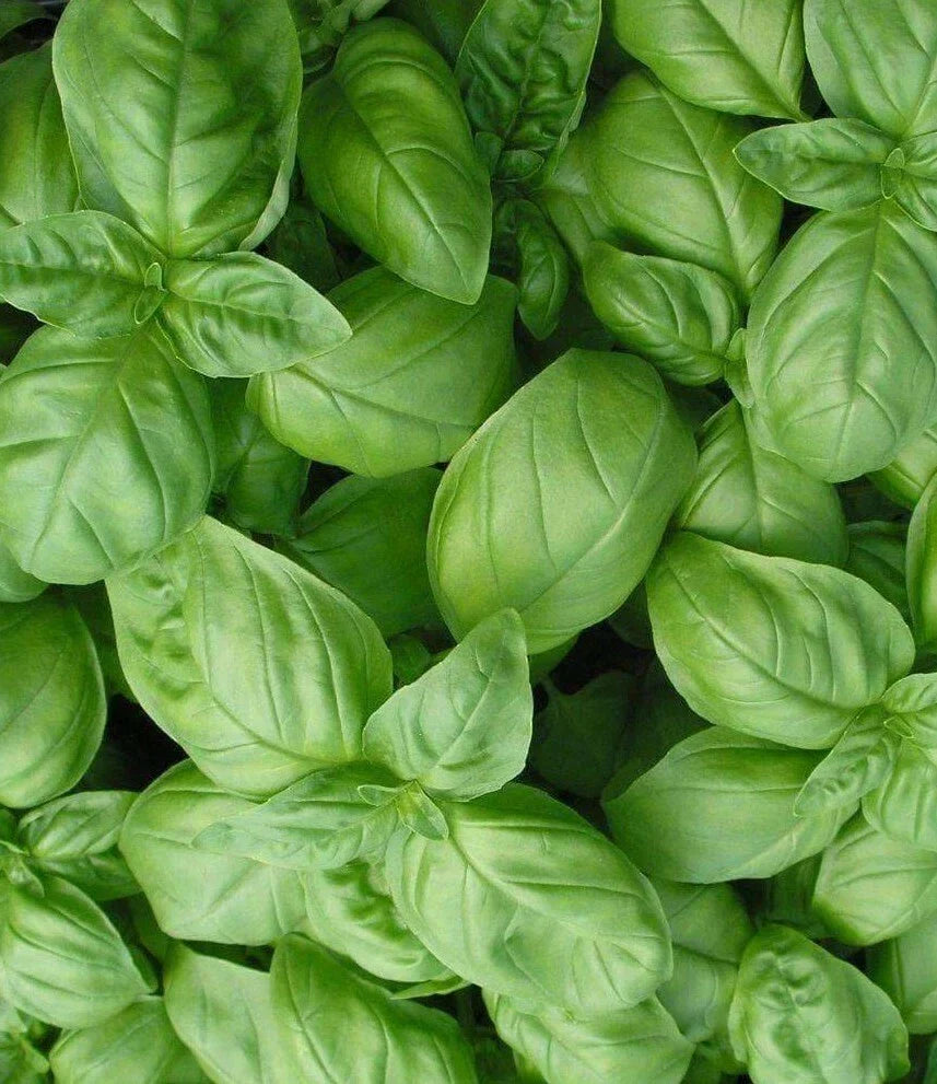 Sweet Basil Seeds - Genovese Variety, Culinary Herb, Ocimum basilicum, 300+ Seeds for Cooking & Gardening
