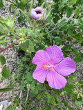 Pink Desert Rock Rose Seeds - 15 Count, Pavonia lasiopetala, Texas Native Perennial Flowers for Xeriscaping, Drought Tolerant, Butterfly Attracting