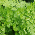 Chervil Seeds Pack of 400 | French Parsley Herb | Non-GMO, Heirloom, Anthriscus cerefolium | Culinary Garnish, Fast Germination