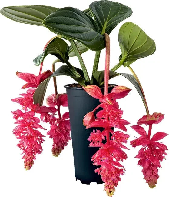 Medinilla magnifica Live Well-Rooted Starter Plant – Rare Indoor Greenery with Pink Flowers