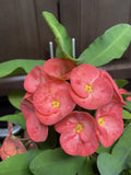 Coral Pink Crown of Thorns Cutting - Euphorbia milii, Large Bloom, Succulent Plant Propagation, Drought Tolerant, Indoor Outdoor