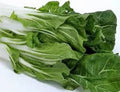 Swiss Chard Seeds Large White Ribbed Heirloom Non-GMO 500 Beta vulgaris subsp. cicla