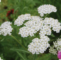 White Yarrow Seeds - 500+ Non-GMO Achillea millefolium Perennial Seeds for Gardens, Borders, Pollinator Attractant