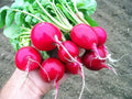 Cherry Belle Radish Seeds - Organic Non-GMO Heirloom Vegetable Seeds for Gardening, Fast-Growing Raphanus sativus