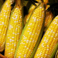 Ambrosia Sweet Corn Seeds – Bicolor Yellow & White – Zea mays – 30+ Non-GMO Seed Pack for Home Garden & Fresh Eating