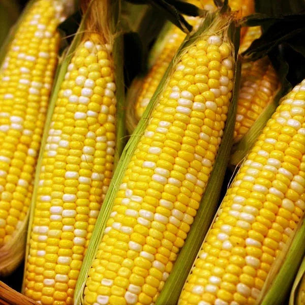 Ambrosia Sweet Corn Seeds – Bicolor Yellow & White – Zea mays – 30+ Non-GMO Seed Pack for Home Garden & Fresh Eating