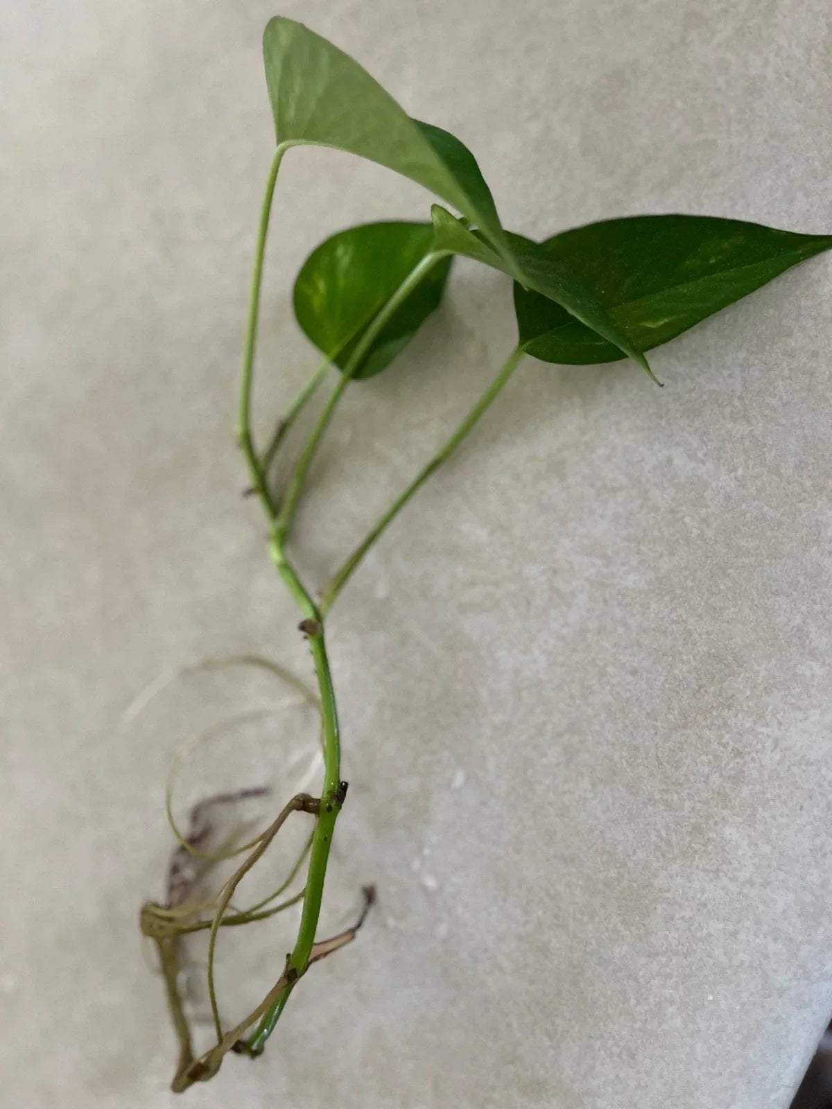 Golden Pothos Live Rooted Cutting – Indoor Plant, Epipremnum aureum, Easy Care, Air-Purifying, Trailing Vine