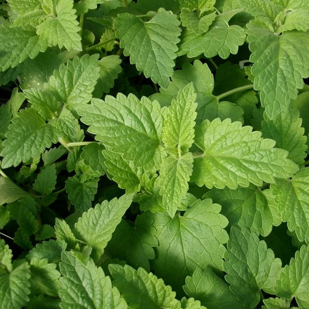 Catnip Seeds 2,000 Non-GMO Heirloom Organic Nepeta cataria for Cats Garden Planting
