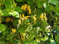 Osage Orange Tree Seeds - 20 Maclura Pomifera Hedge Apple Seeds for Planting & Gardening, Organic Seed Pack