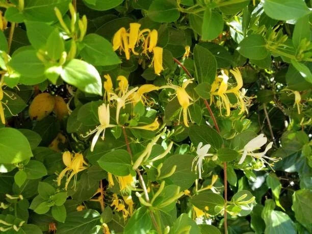 Osage Orange Tree Seeds - 20 Maclura Pomifera Hedge Apple Seeds for Planting & Gardening, Organic Seed Pack