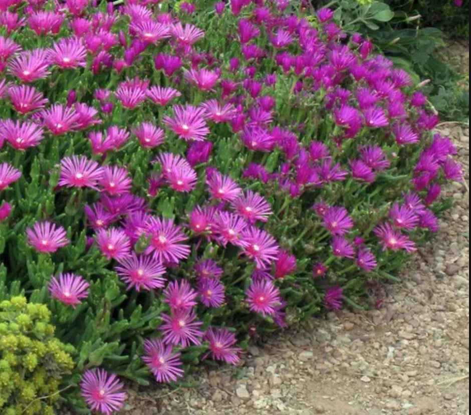 Delosperma Cooperi Ice Plant Cuttings - Magenta Ground Cover - 5 Unrooted Propagation Cuttings for Drought-Tolerant Garden Landscaping