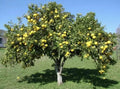 White Grape Fruit Grapefruit Tree Seedlings – Citrus paradisi – Live 7-8 Inch Indoor/Outdoor Citrus Plants