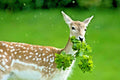 Deer Proof Wildflower Seed Mix 1 OZ | Native Annual & Perennial Flowers | Pollinator-Friendly, Eco-Friendly Seeds