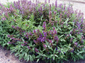 Sage Herb Seeds - 100 Seeds - Broad-Leaved Culinary Salvia officinalis - Perennial Herb for Cooking & Garden
