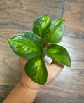 Global Green Pothos Cuttings Pack - Epipremnum aureum Indoor Propagation, Houseplant, Easy Care, Green Foliage