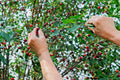 St Lucie Cherry Tree Seeds 15 Pack Prunus Mahaleb Grafting Medicinal Culinary Plant