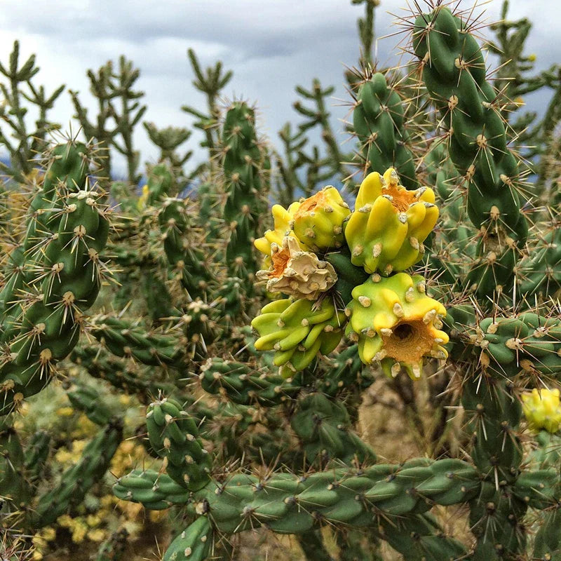 Tree Cholla Cuttings Cylindropuntia imbricata Drought-Tolerant Succulent for Gardens and Landscapes