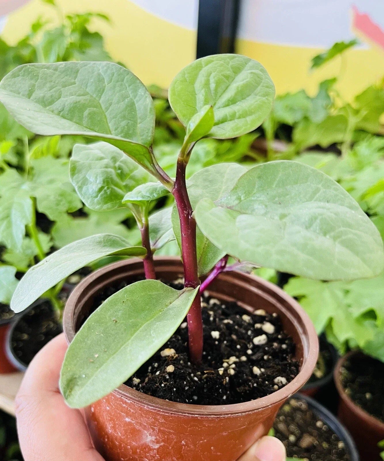 Red Malabar Spinach Seeds - 30+ Pack, Basella alba, Tropical Vine for Garden & Container Planting