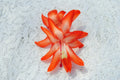 Christmas Cactus Starter Plant - Schlumbergera Truncata - Well-Rooted Indoor Plant for Home Decor & Gifting