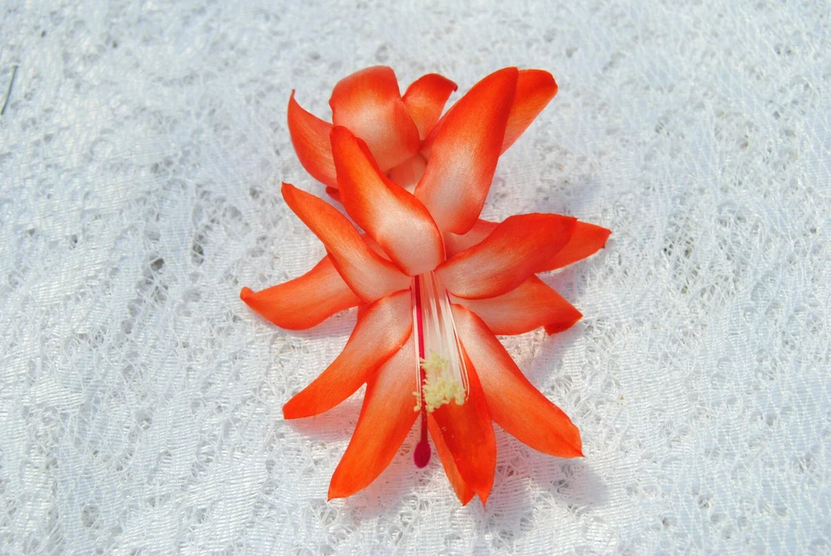 Christmas Cactus Starter Plant - Schlumbergera Truncata - Well-Rooted Indoor Plant for Home Decor & Gifting