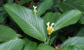 Calathea Marantifolia Seeds - 25+ Pack for Indoor & Outdoor Gardening - Tropical Perennial Herb Seeds