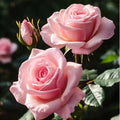 Light Pink Rose Seeds - 20 Non-GMO Heirloom Rosa spp. for Garden, Borders, Containers