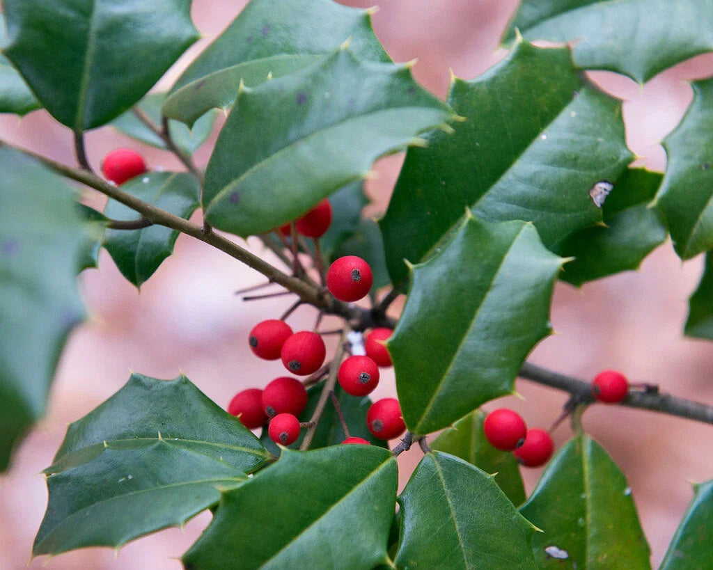 American Holly Seeds 30 Pack Ilex opaca Southern Evergreen for Landscaping and Garden Use