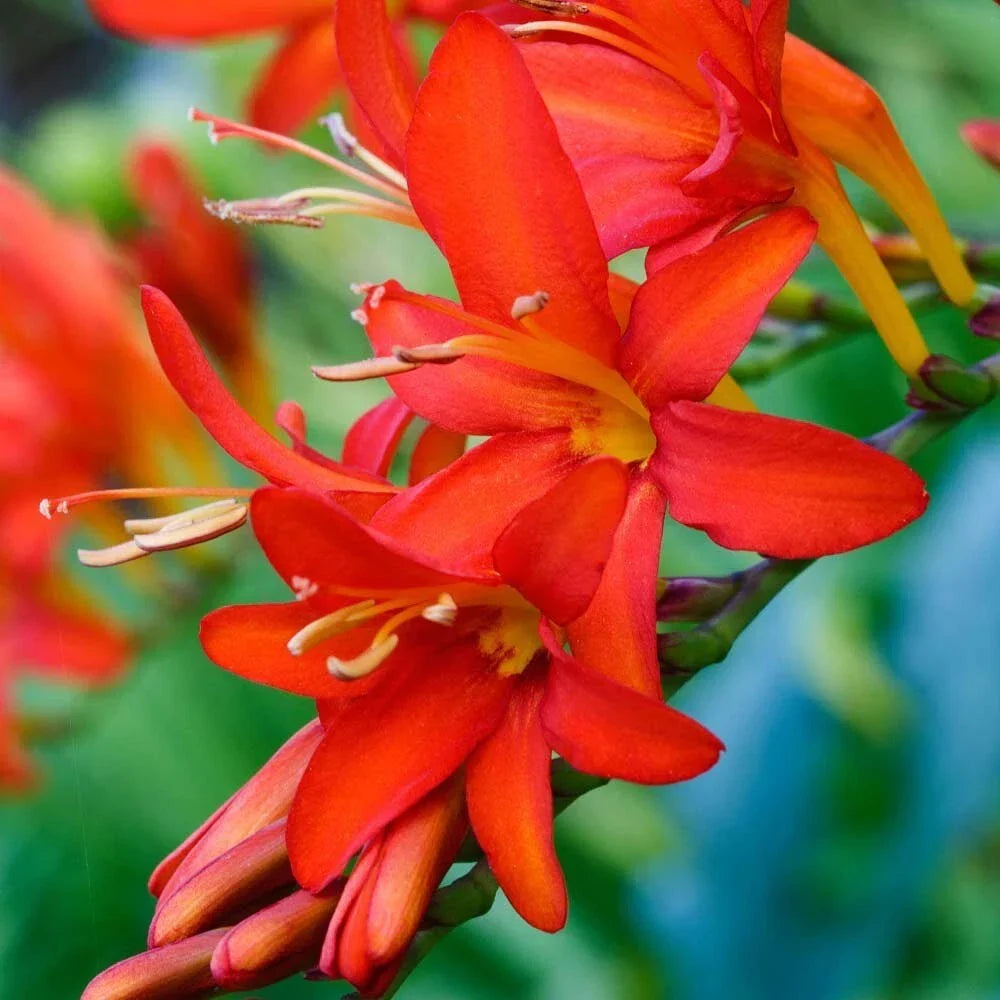 Crocosmia Bulbs - 3 Fresh Mistral Crocosmia x crocosmiiflora - Attracts Hummingbirds & Butterflies