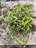 Golden Creeping Jenny Moneywort Bare Root Plants, Ground Cover Lysimachia nummularia 'Aurea' 10 Pack