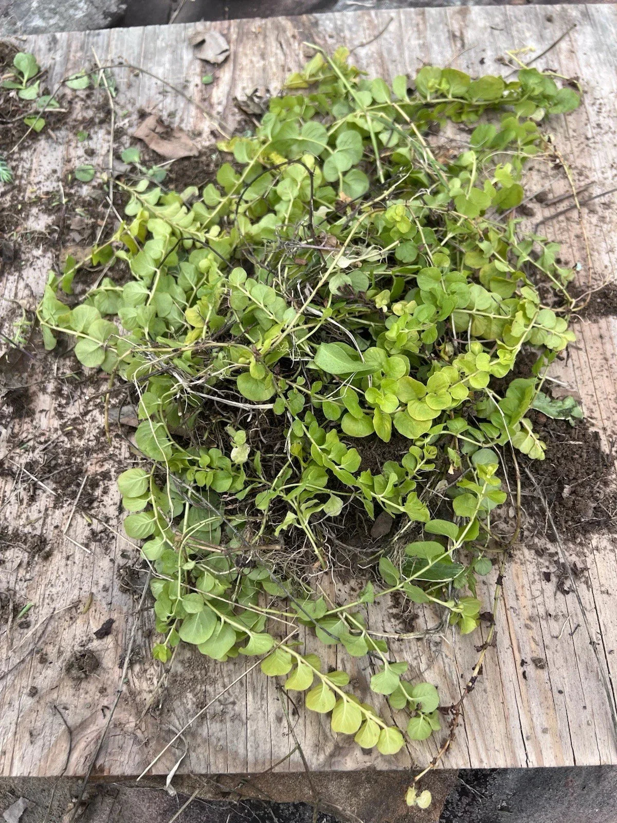 Golden Creeping Jenny Moneywort Bare Root Plants, Ground Cover Lysimachia nummularia 'Aurea' 10 Pack