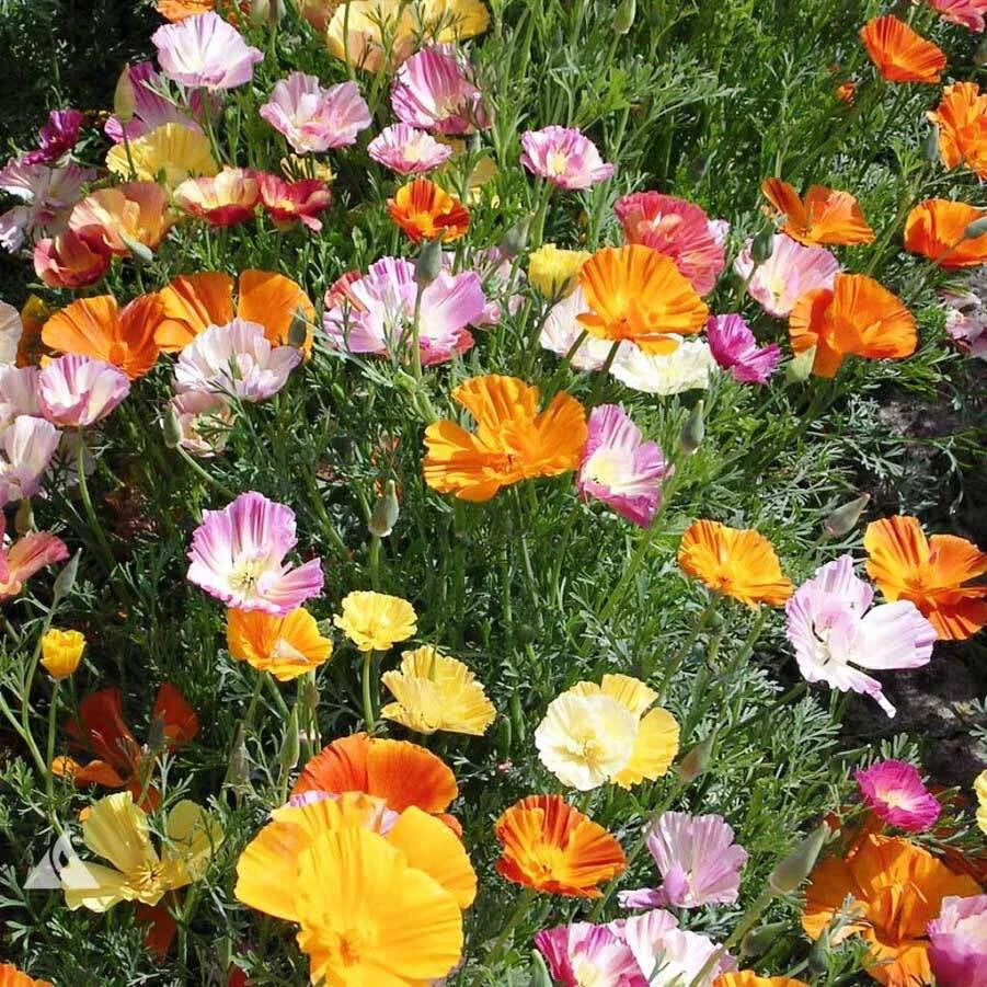 California Poppy Seeds - Ballerina Mix, 200-4,000 Seeds, Eschscholzia californica, Wildflower, Drought-Tolerant, Easy to Grow