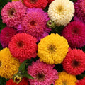 Zinnia Seeds Mix - 150+ Varieties Annual Flower Seeds Zinnia elegans for Garden, Borders, Containers