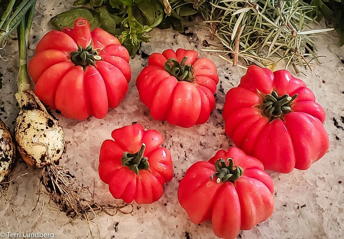 Mushroom Basket Tomato Seeds - Heirloom Organic Non-GMO, Rare Variety, Solanum lycopersicum, 10+ Seeds