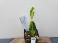 Variegated Hylocereus undatus Dragon Fruit Cactus Plant - Unique Color Variety - Healthy Rooted Cutting