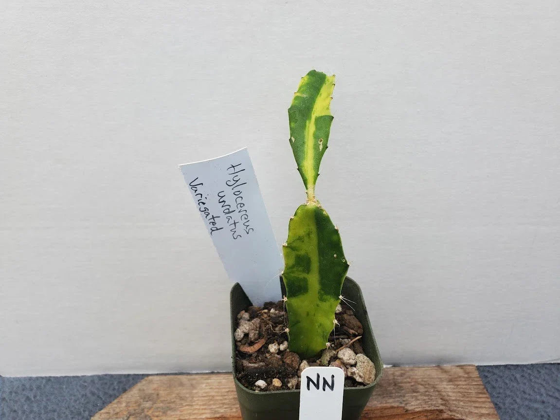 Variegated Hylocereus undatus Dragon Fruit Cactus Plant - Unique Color Variety - Healthy Rooted Cutting