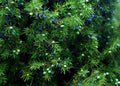 Juniper Seeds - 5+ Premium Juniperus monosperma Evergreen Seeds for Landscaping & Wildlife