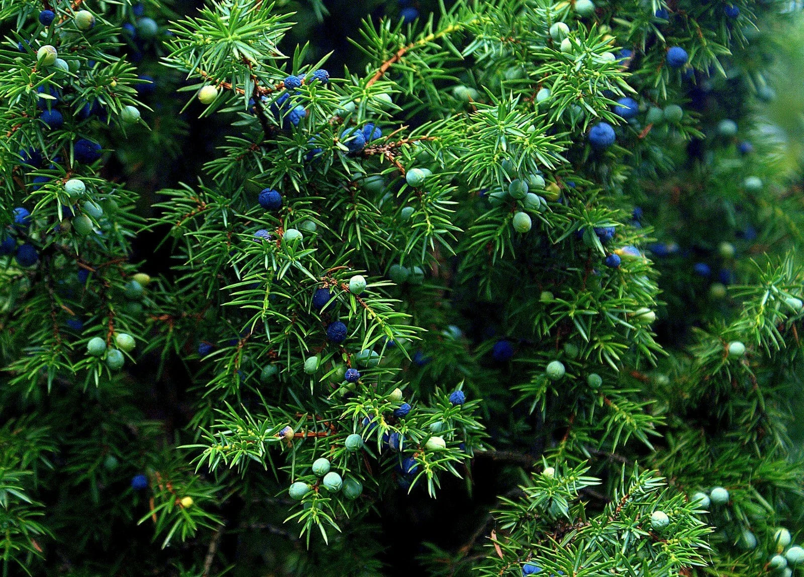 Juniper Seeds - 5+ Premium Juniperus monosperma Evergreen Seeds for Landscaping & Wildlife