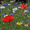 Wildflower Seeds - 500+ Bold Color Annual Blend with 10 Varieties for Garden and Pollinators