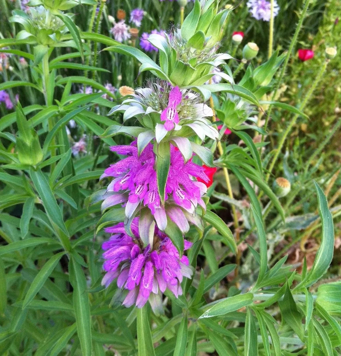 Lemon Mint Seeds, Non-GMO Monarda citriodora, Lemon Horsemint Herb Garden Seeds, Aromatic Culinary Herb