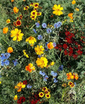 Wildflower Seed Mix - Low Growing Perennials - Non-GMO Short Flowers - Native USA Wildflower Blend - 1000+ Seeds