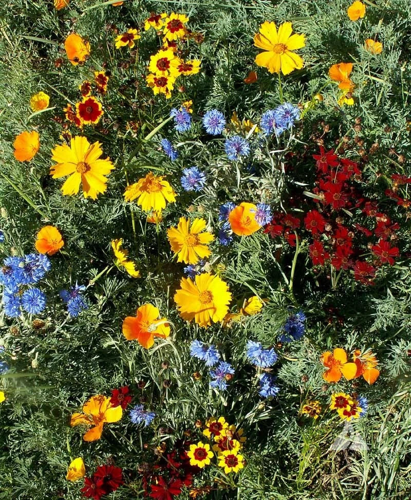 Wildflower Seed Mix - Low Growing Perennials - Non-GMO Short Flowers - Native USA Wildflower Blend - 1000+ Seeds