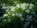 Star Jasmine Plant - 1 Rooted Stem - Trachelospermum jasminoides - Fragrant Evergreen Climbing Vine for Garden or Indoor Decor