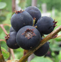 Serviceberry Plant, 1 Gallon, Jennybelle Variety, Edible Berries, Amelanchier obovalis, Zones 5-8, Self-Pollinating