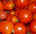 Siberian Tomato Seeds 100+ Pack - Determinate Variety for Cooler Climates - Solanum lycopersicum Vegetable Garden Seeds